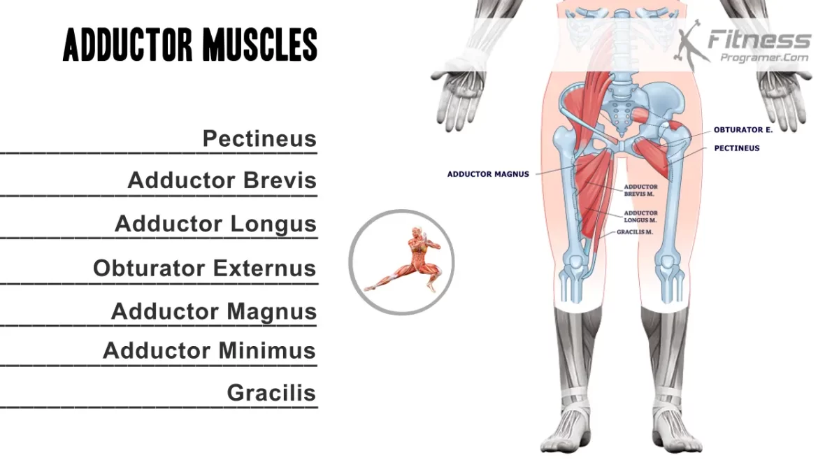 adductor muscles